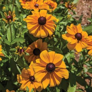 Toto Gold Rudbeckia Thumbnail